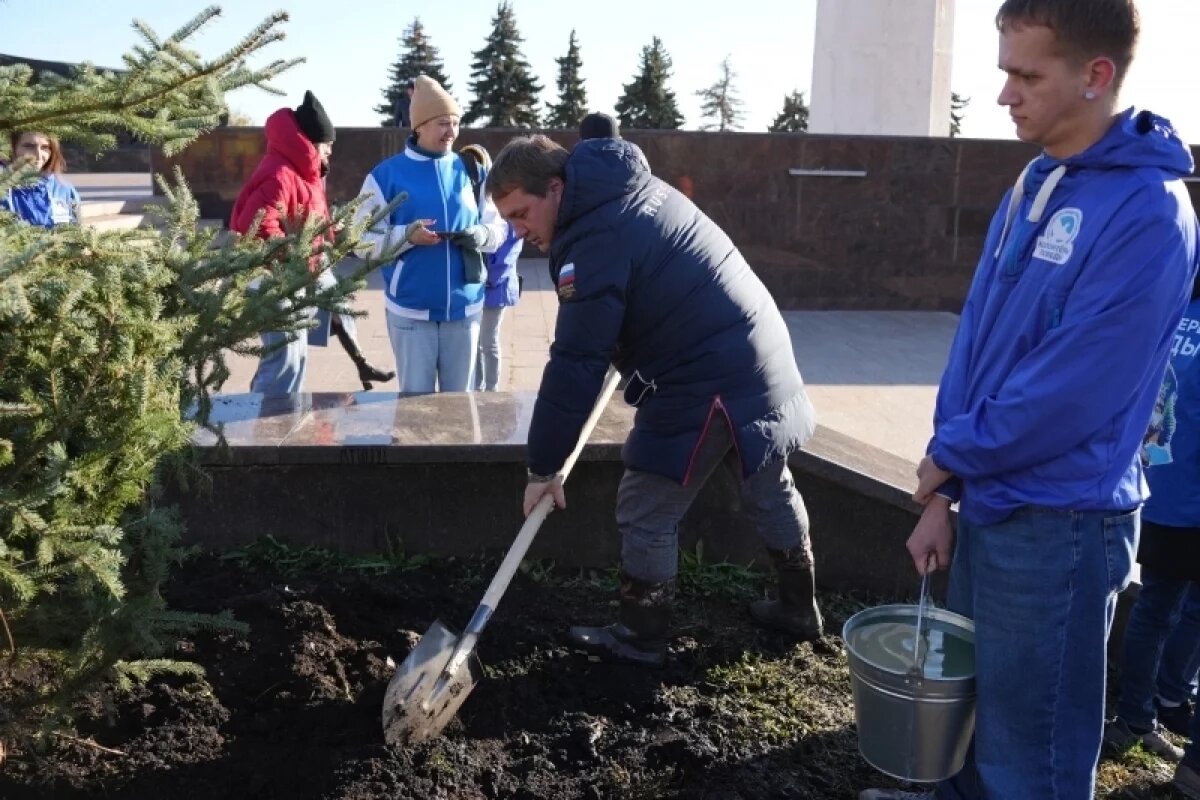    На спуске к Вечному огню в Ульяновске посадили 12 новых елей