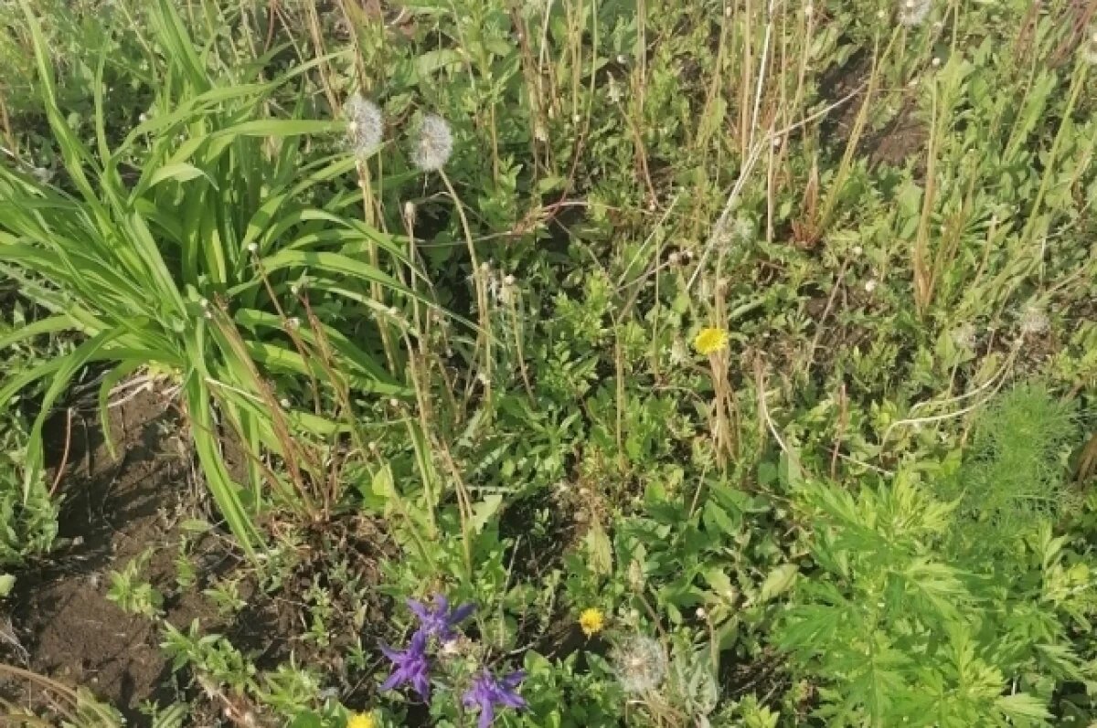    Землевладельца в Тверской области оштрафовали за заросший участок