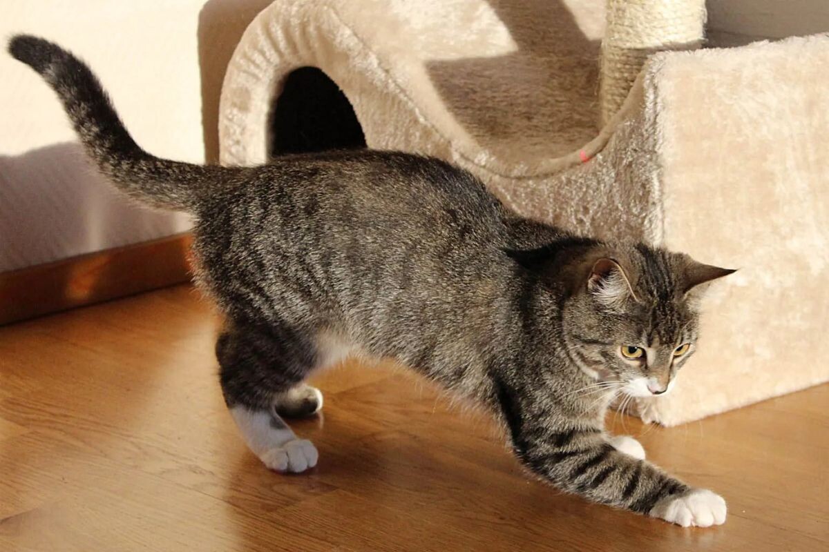 Почему кошки царапают пол