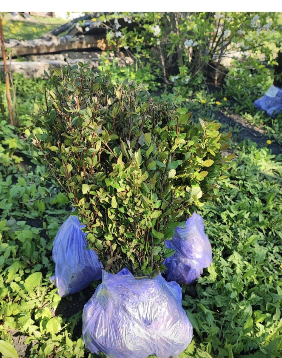 СЕЯНЦЫ КИЗИЛЬНИКА ПЕРЕД ОТПРАВКОЙ