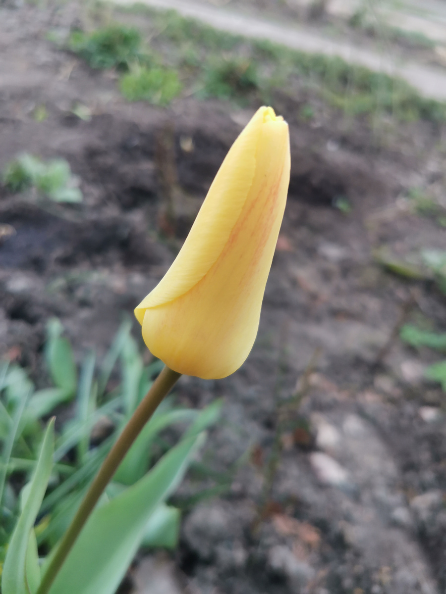 Дачный тюльпан для красоты. Вырастила его мама, но я честно его озвучивала, занимаясь в своей комнате на даче. Фото автора.