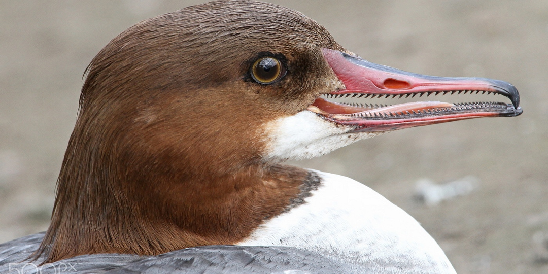 Большой крохаль: Страшные «зубы» превратили эту утку в опасного убийцу и грозу водоёмов