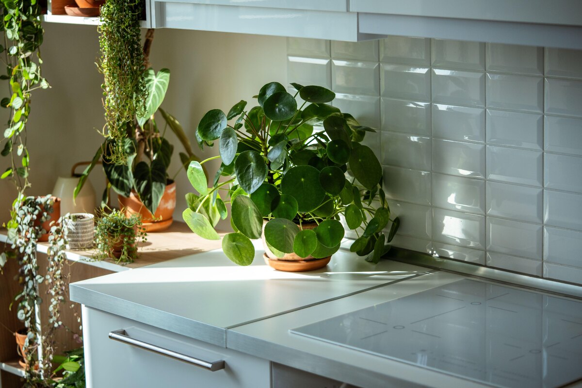     8 миниатюрных комнатных растений, которые идеально подходят для небольших квартир — фото