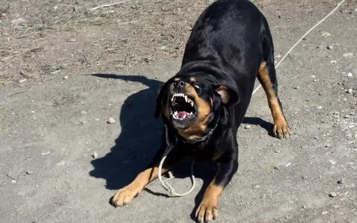 Агрессивный ротвейлер