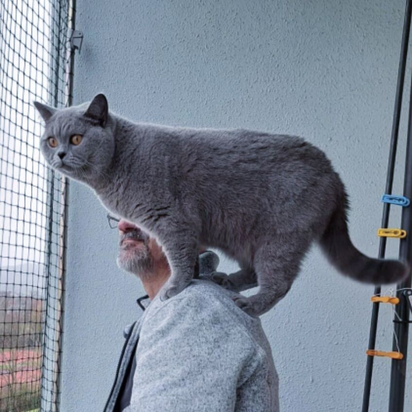 Голубой британец кот