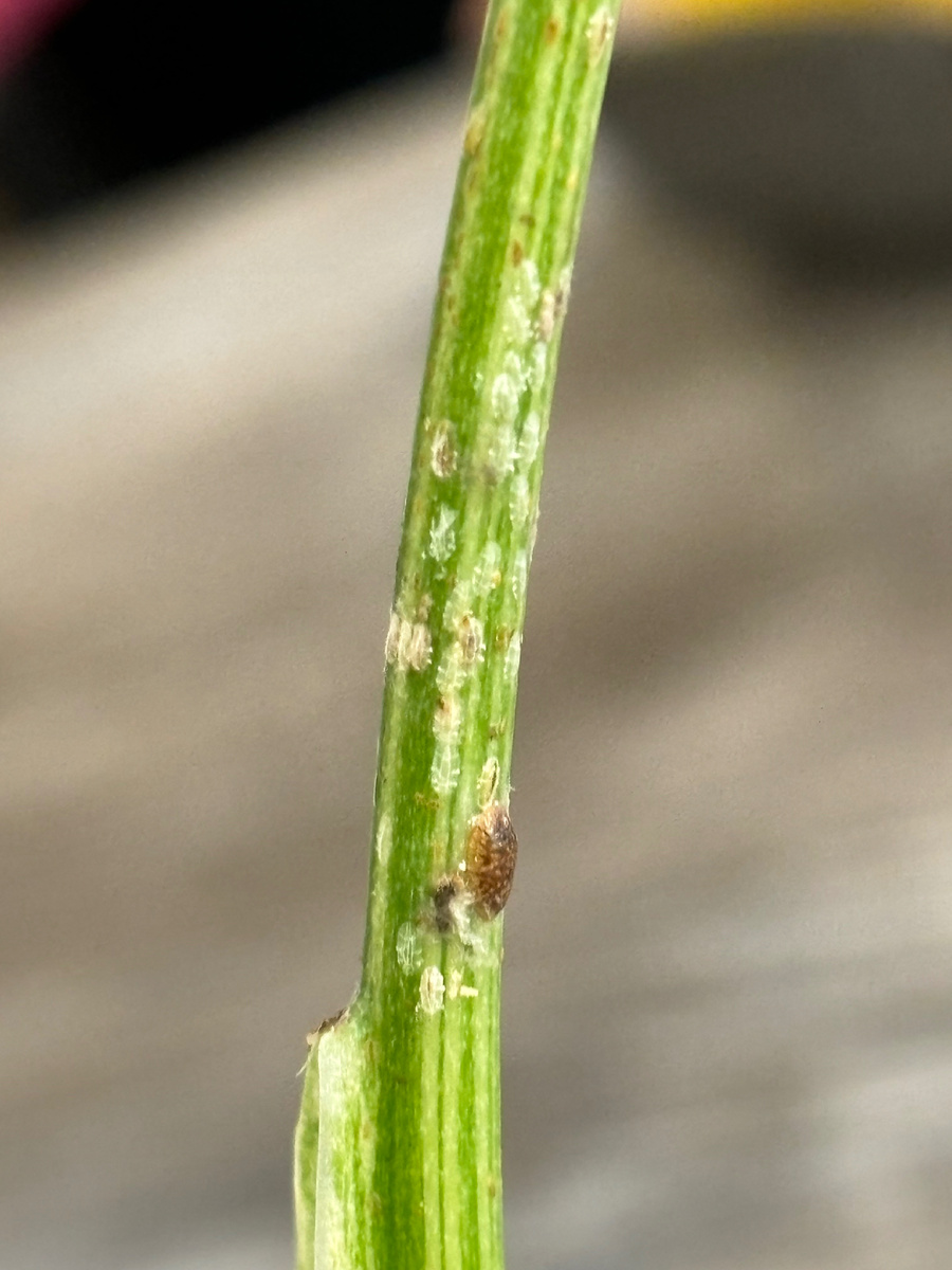 Щитовка-мать в окружении детей