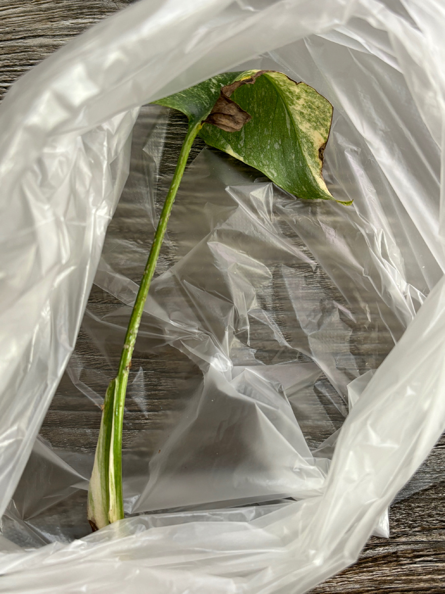 Зараженный черенок с листом я просто выбросила, чтобы не снимать всю эту толпу. Остальные черешки оказались чистыми. Не успели расползтись по всему растению.