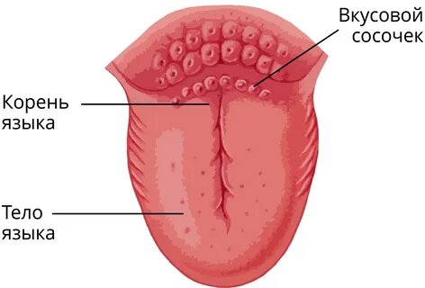 фото источник anodkatod.ru