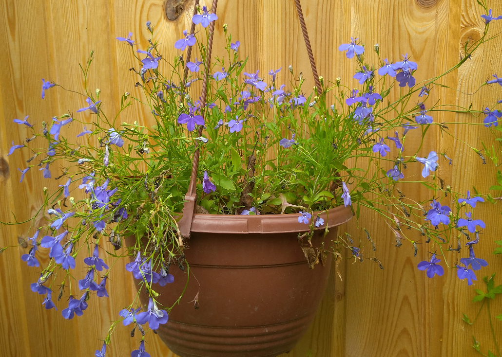 Лобелия, выращенная из семян