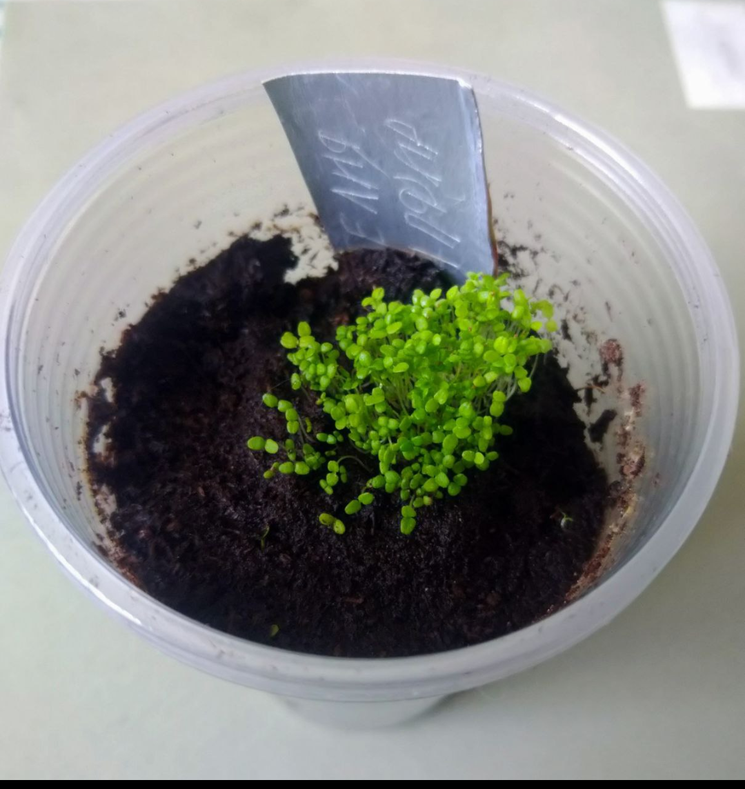 В одну лунку сажаем не менее 10 семян.