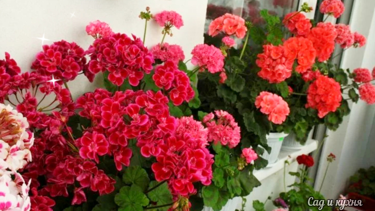 "Цветущая" лоджия.