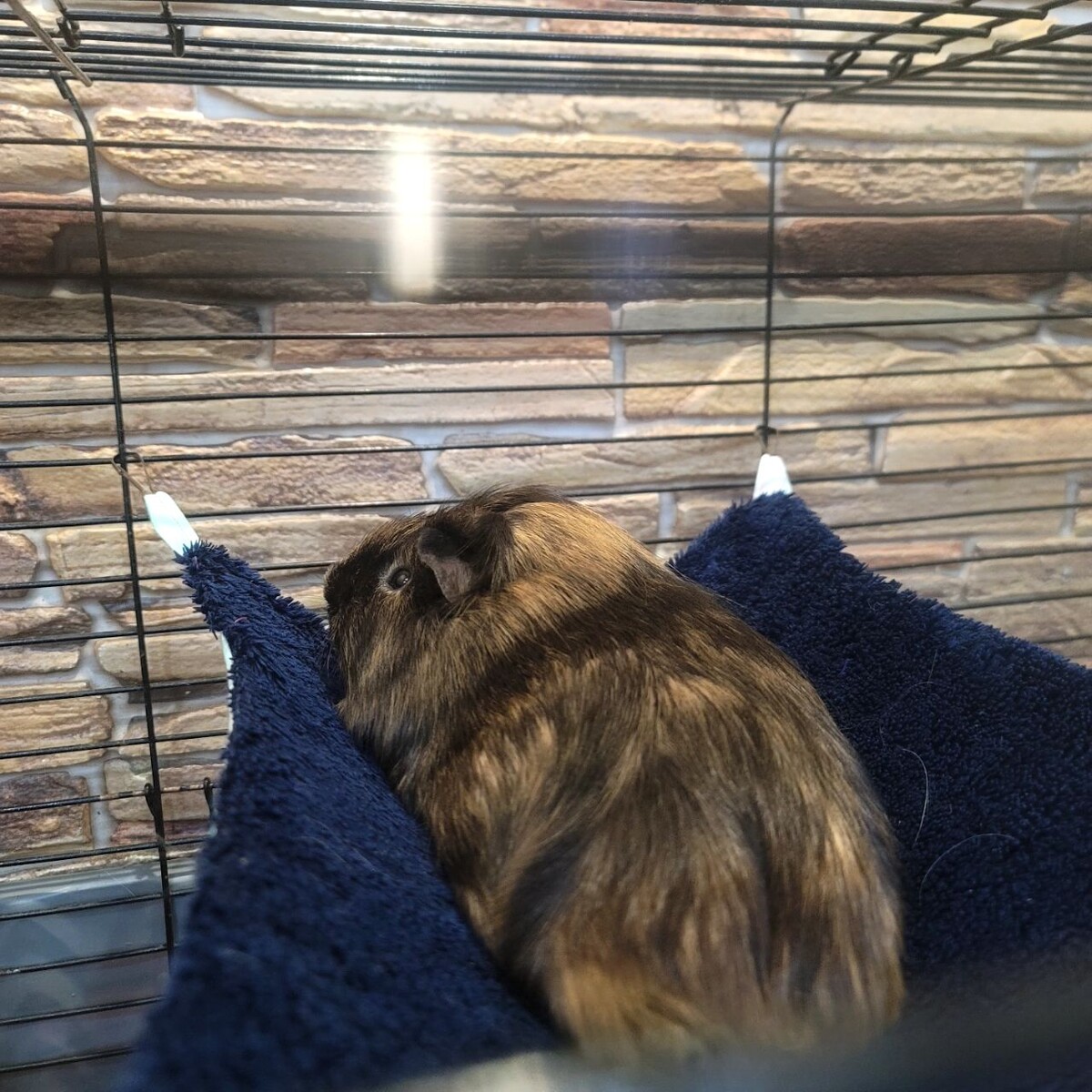 Моя морская свинка обожает гамак