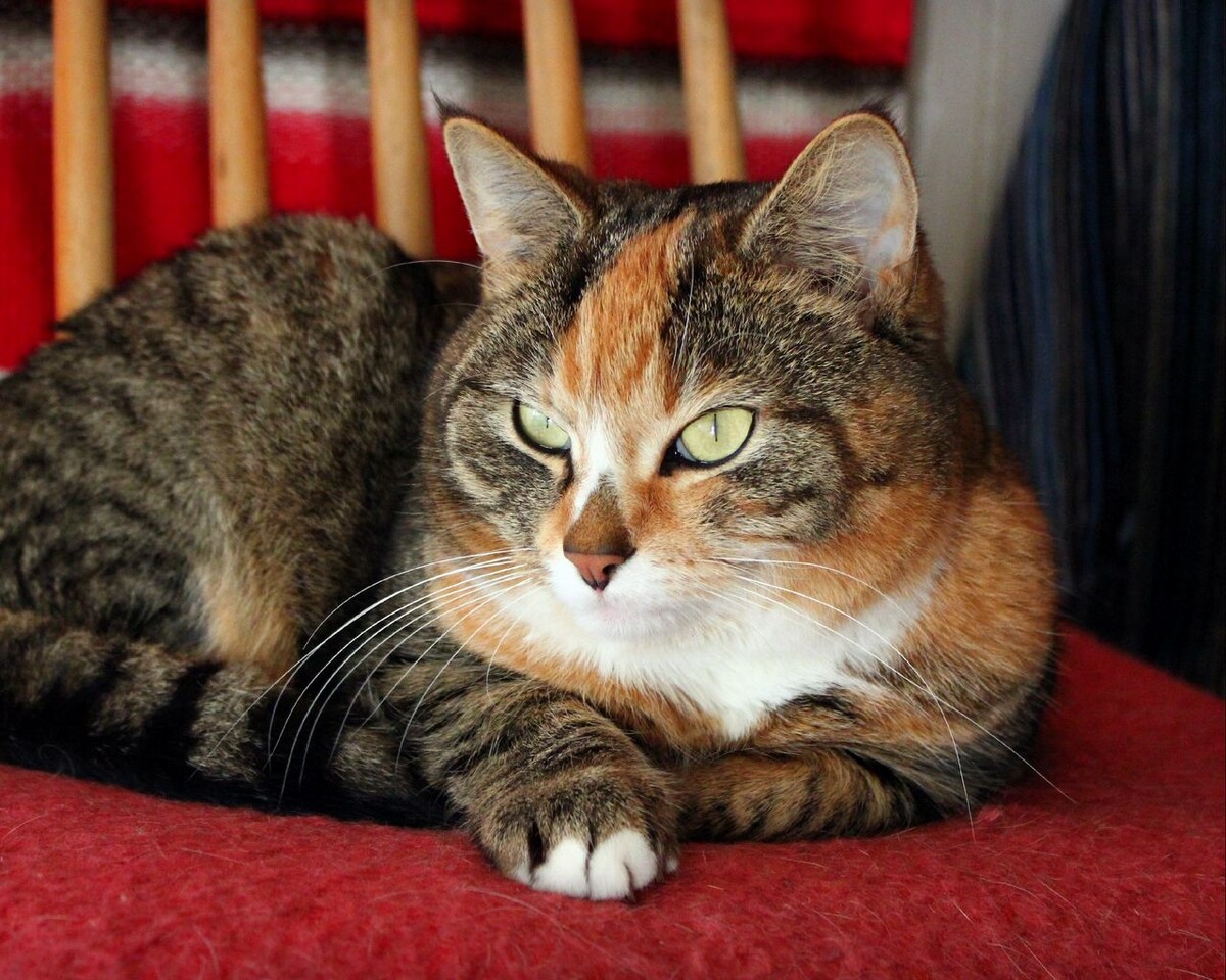 Фото взято из интернета