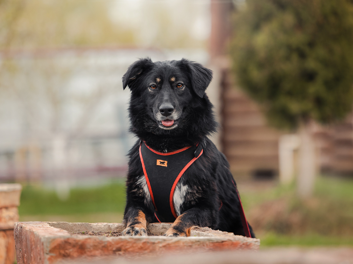 Хороша-то как...хороша...Лиса лисицей)