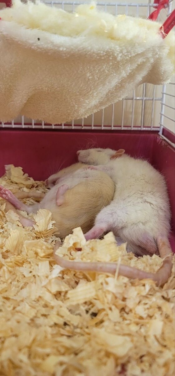 Спят ,в ожидании пополнения