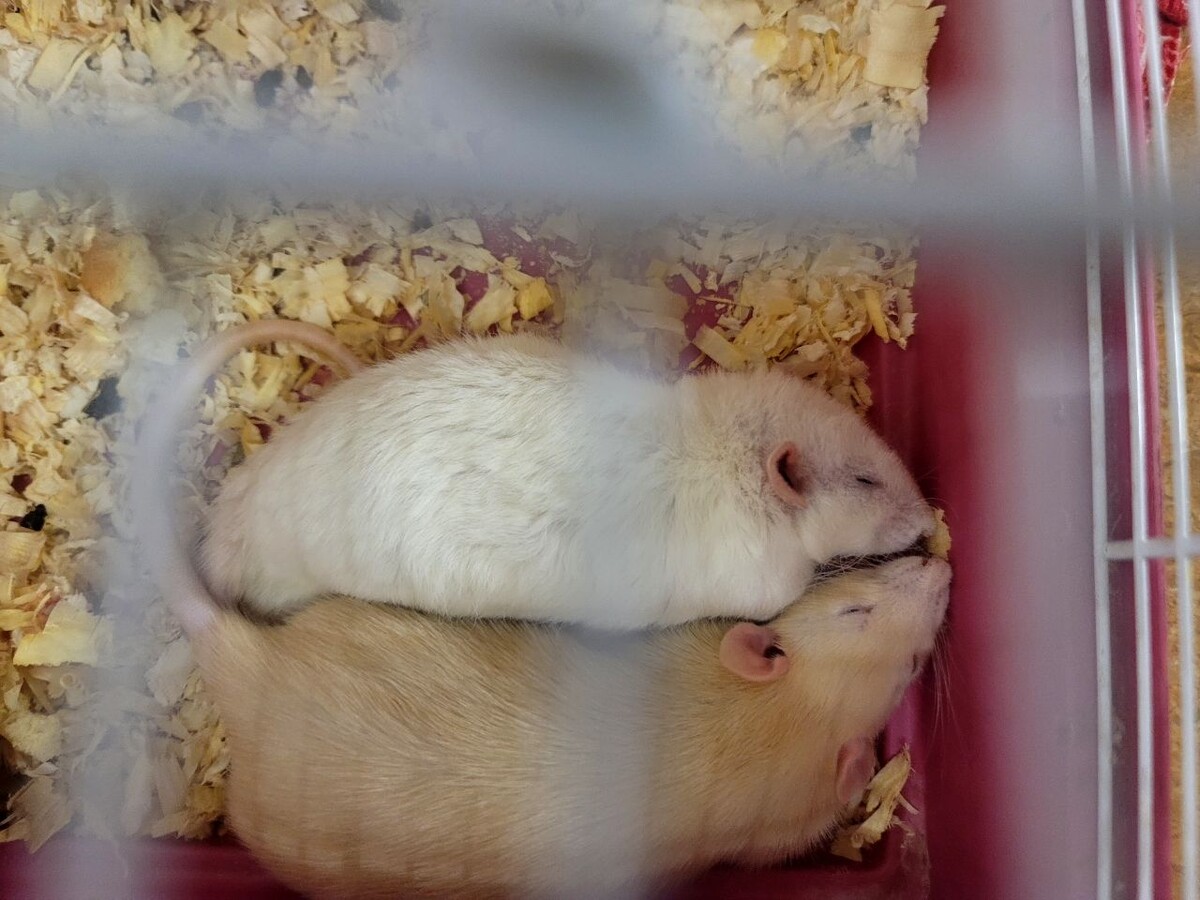 Мои крыски Бен и Холли 