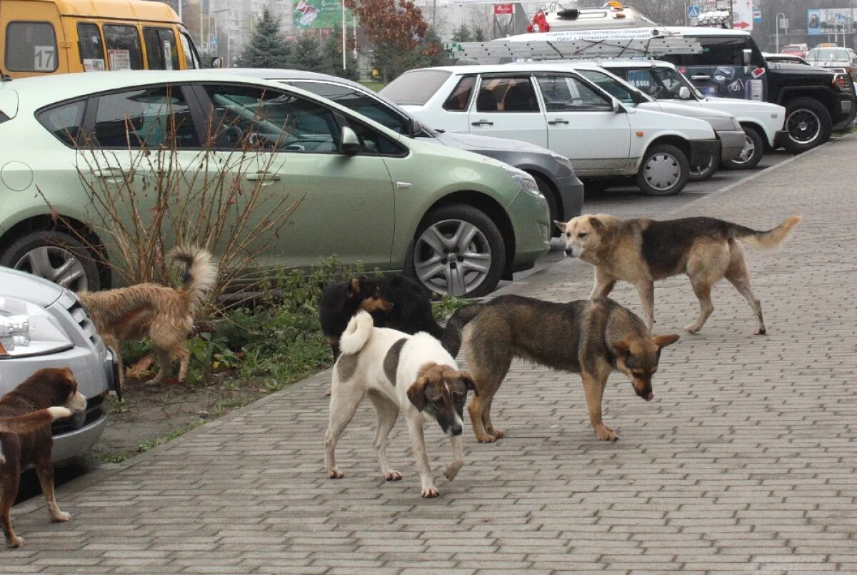    Собаки с неба не падают.