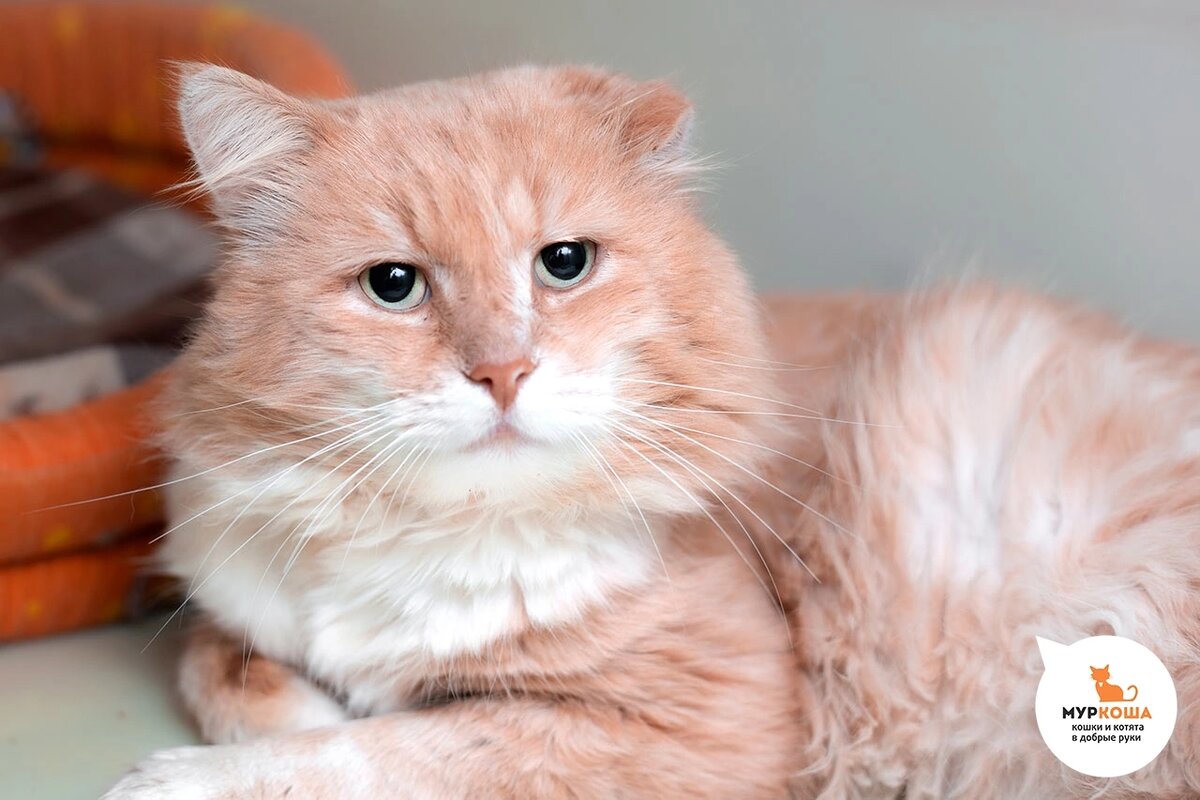 Дэрила нашли на дачах вместе с Бартлби.