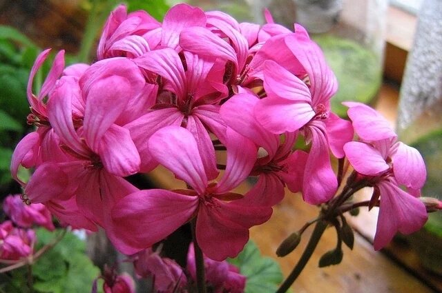    Почему нельзя держать герань в доме?