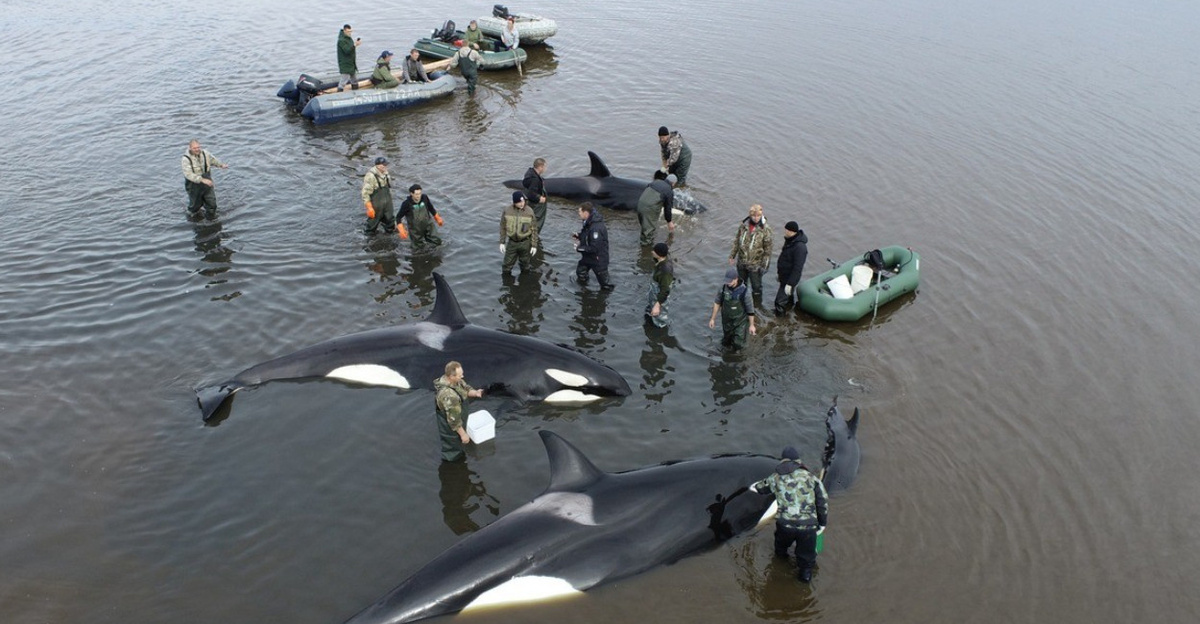 Спасение косаток 