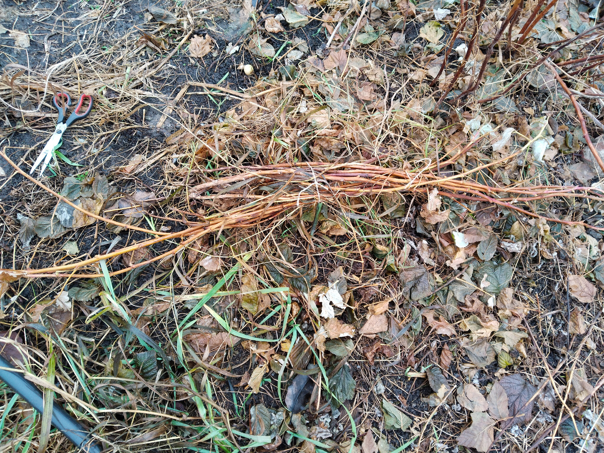 Пригибание малины на зиму.

