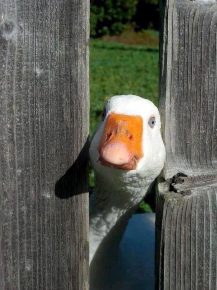 Толя, я уже могу выходить?