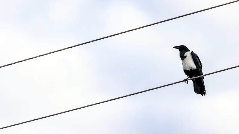     Птица на проводах. Ворона. freepik.com / wirestock