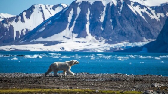    Российско-китайское сотрудничество в Арктике насторожило США Андрей Галкин