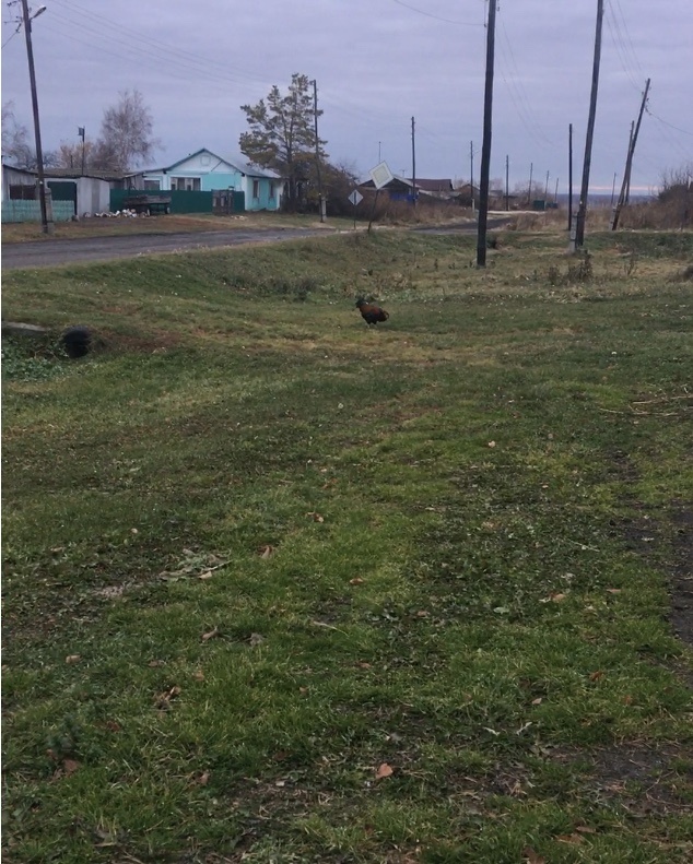 Вот Петеньке завидую - весь день гуляет и никаких забот