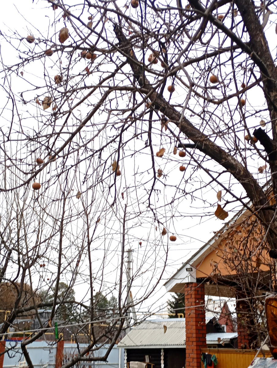 В саду стало скучно