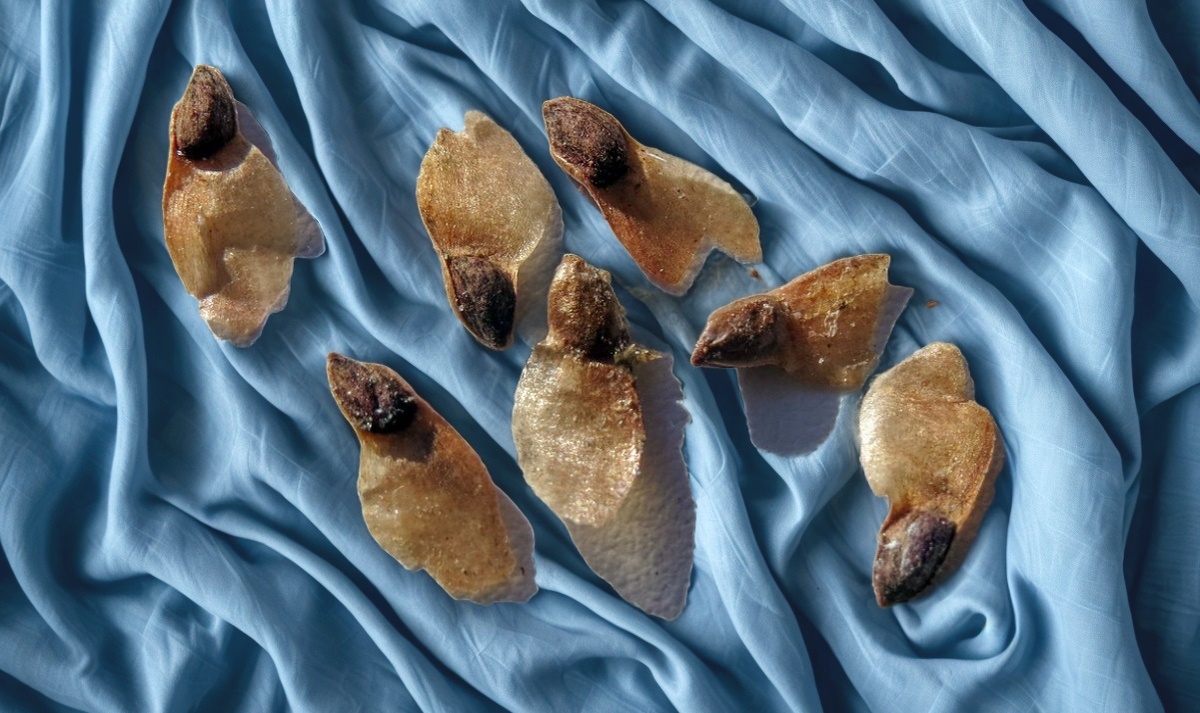 Семена голубой ели — маленькие, круглые и коричневые. Они находятся внутри крупных шишек, которые растут на дереве. Эти семена меняют свой цвет с зелёного на коричневый при созревании.