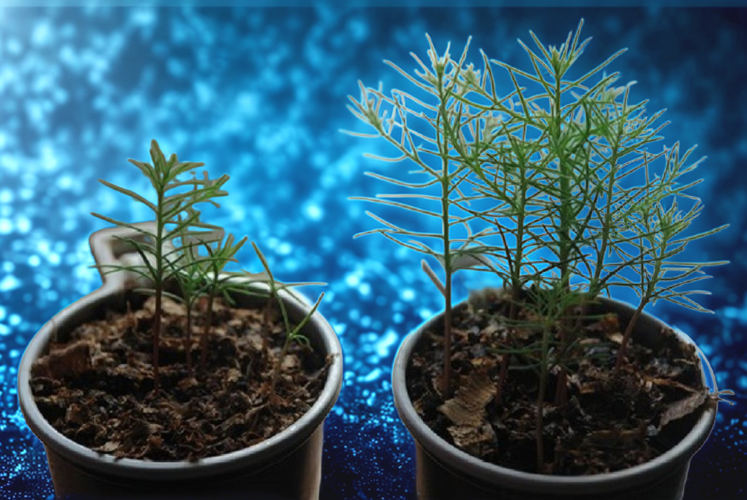 На фото мы видим крохотные зелёные побеги голубой ели, которые пробиваются сквозь землю и тянутся к свету. Каждый росток — это символ жизни и надежды, который напоминает нам о том, что даже самые маленькие и слабые существа способны преодолеть трудности и достичь своих целей.