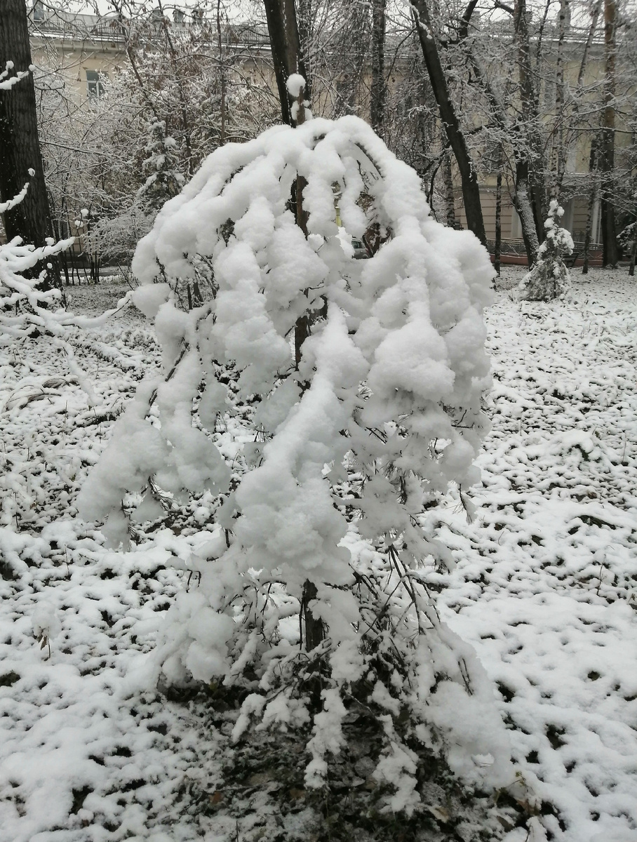 Вот такой кустик встретила вчера)) 