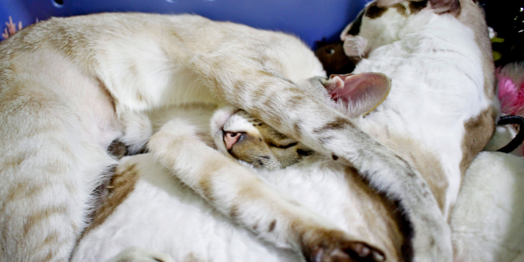 Лета в ноябре