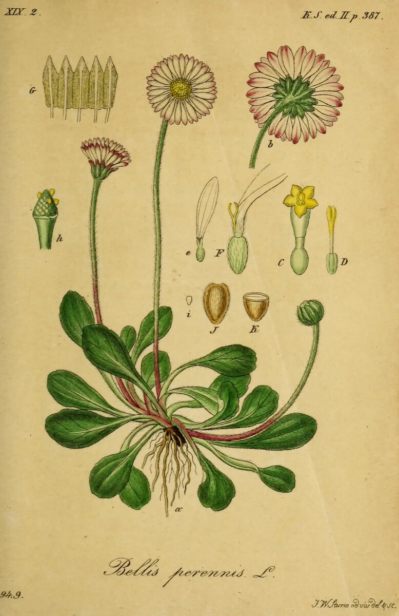 Маргаритка многолетняя (Bellis perennis). Ботаническая иллюстрация