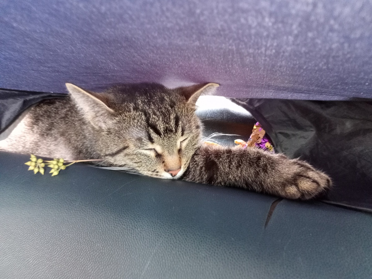 Мяо-Цзы Мирка Мизуми познаёт дзен в Турции.