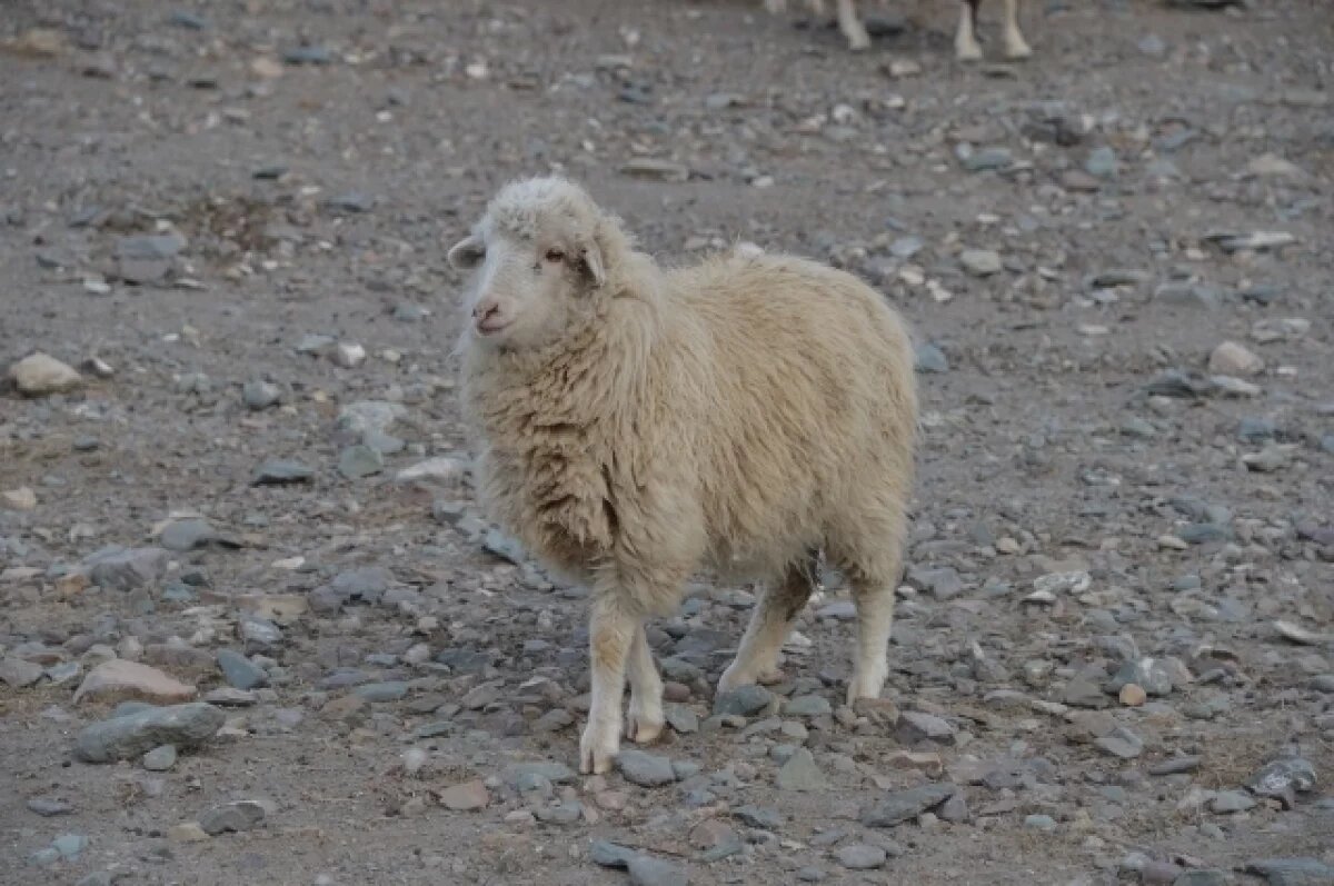     «Жвачное млекопитающее животное из семейства полорогих»