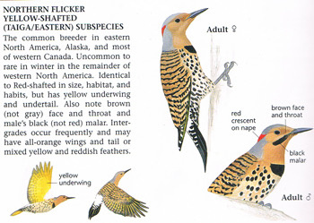 Основные отличительные черты «восточного» золотого дятла.