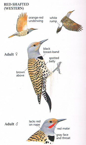 «Западный» золотой дятел. 