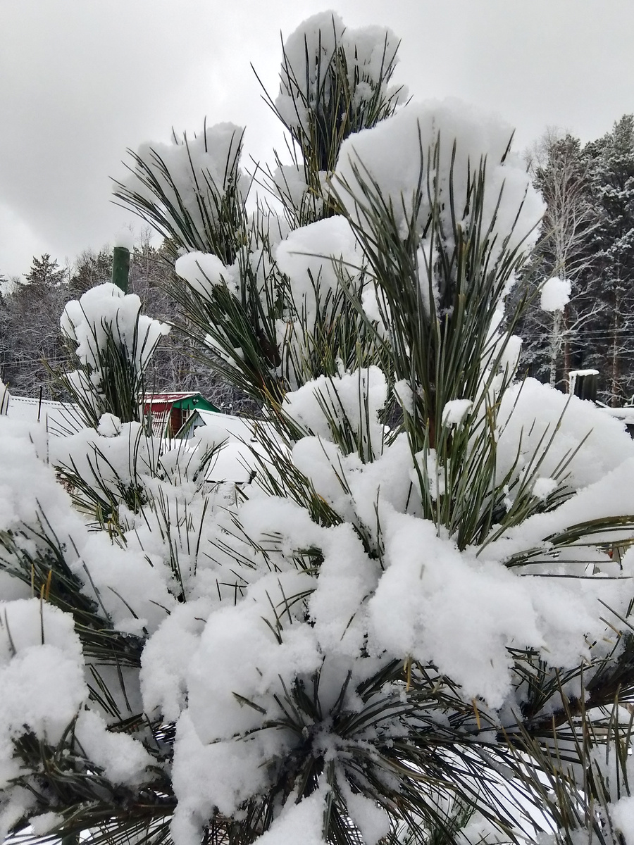 У нас снег уже тает, на выходных обещают температуру до +8