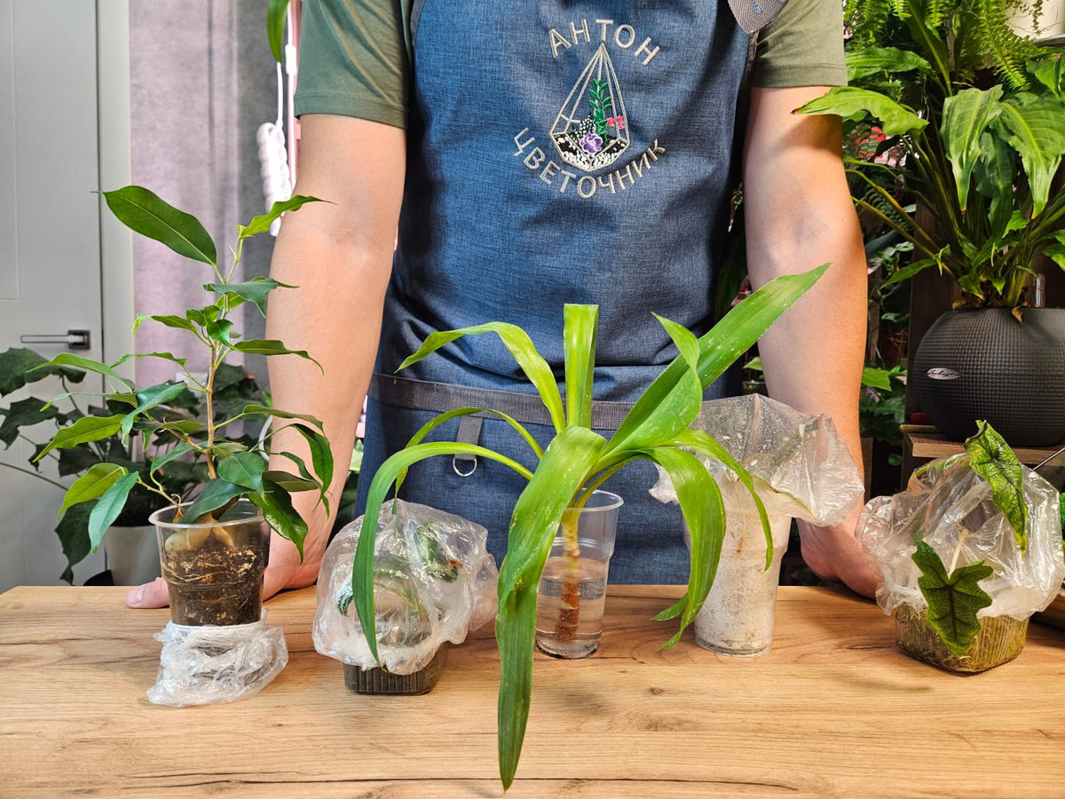 Вот они - 5 примеров