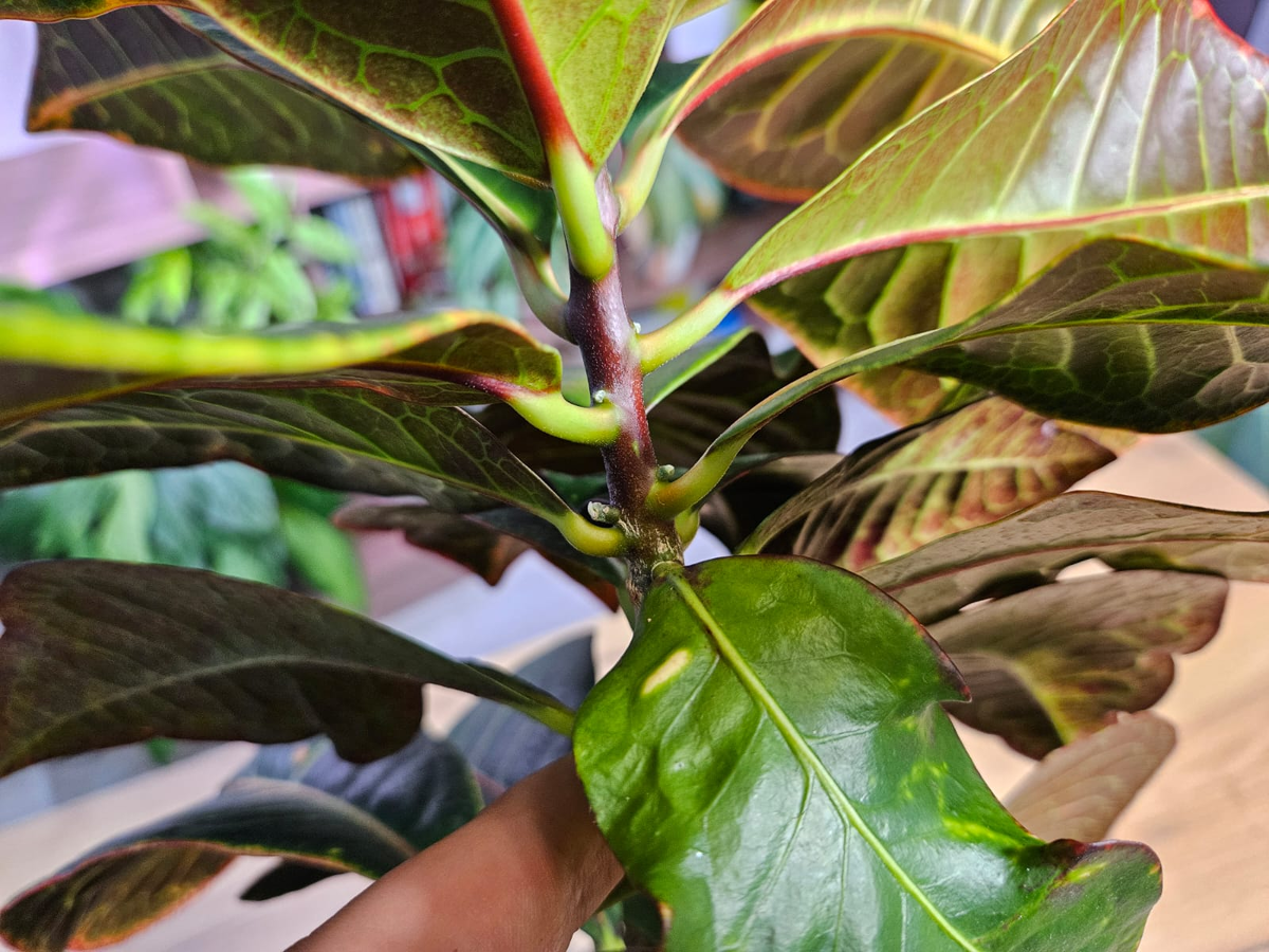 Черенок можно взять с любой части растения, например - со ствола