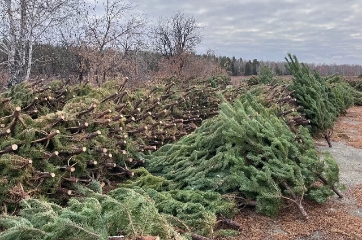    Более 23 тысяч новогодних елок отправили в Казахстан из Челябинской области