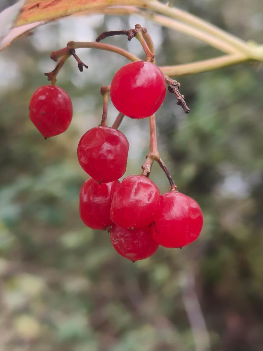 Фото Людмилы Комогорцевой