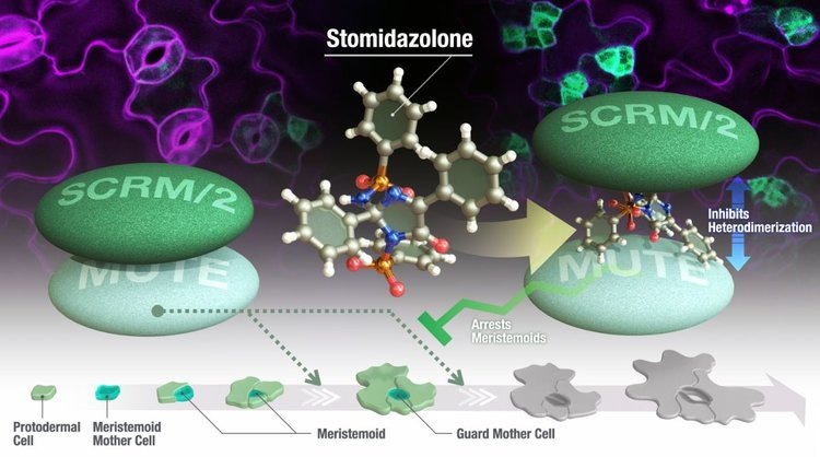    Новая молекула для регулирования устьиц растений поможет культурам пережить засуху