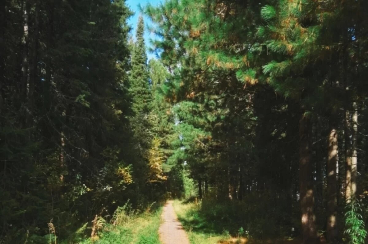    Сотрудник лесной отрасли незаконно помог передать в собственность организации участок.