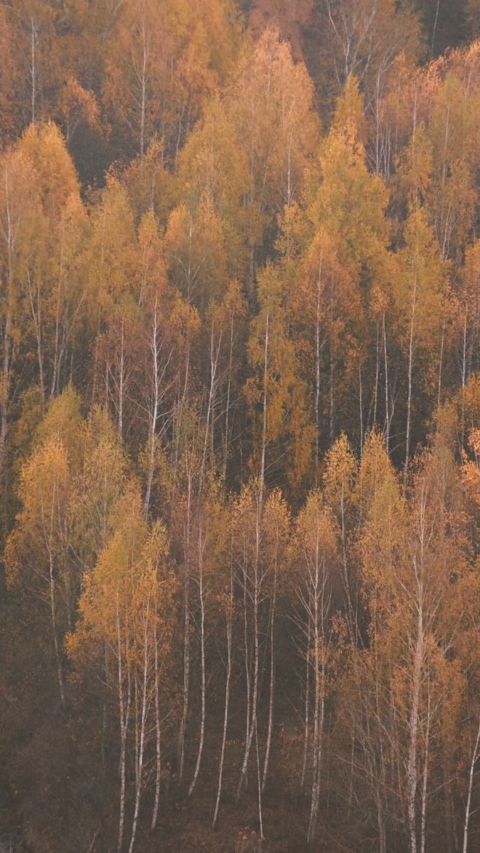 Те самые ржавые макушки 