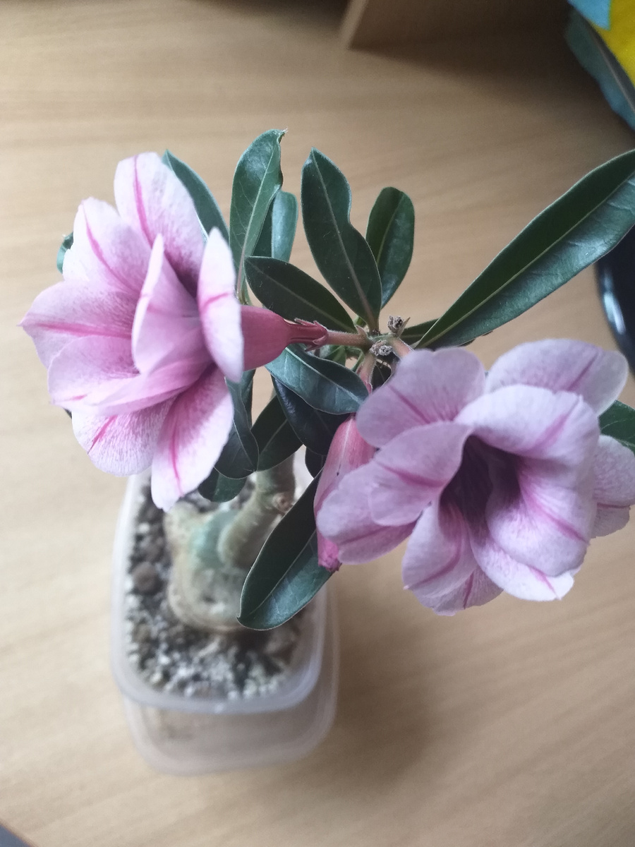 Ласточка на попе араба