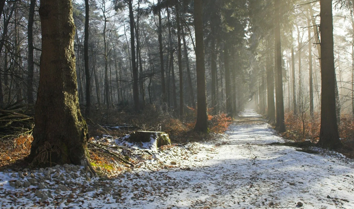 Яндекс картинки