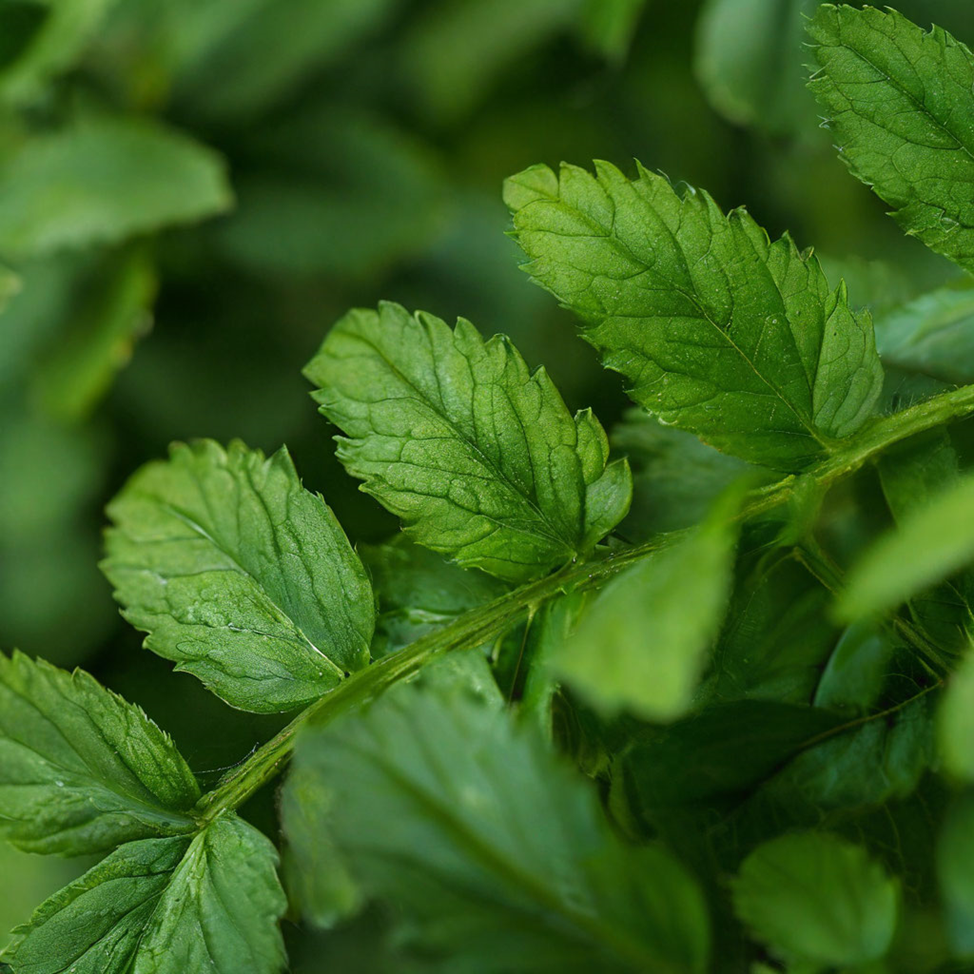 листья ромашки 